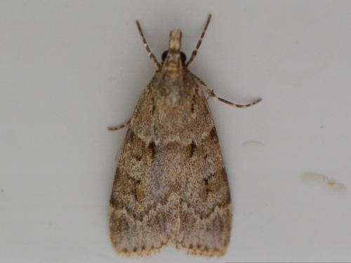 Réf. 345 848 : Scoparia sp.